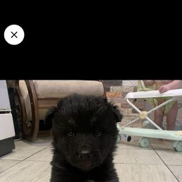 ���������, �������, 37 ���