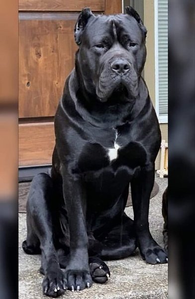  ! - (. Cane corso italiano)   ,     ...