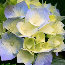 �����, �������, 57 ���