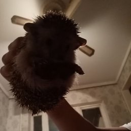 �����, ����, 31 ���