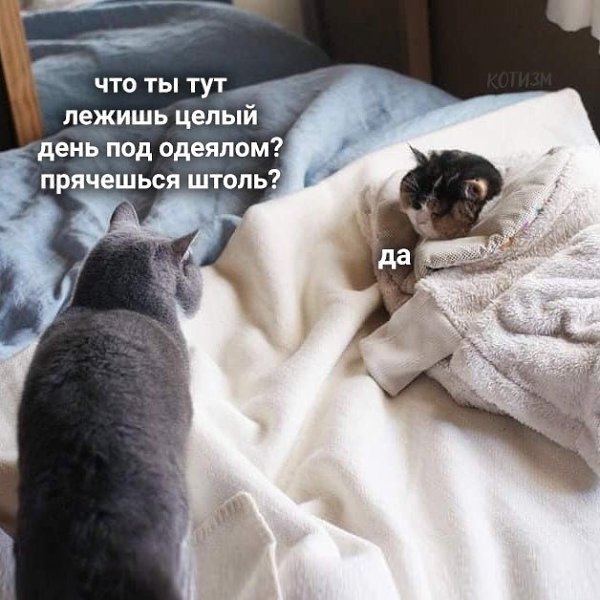     )