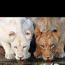 ���� ������, ������, 44 ���� - ��������� 25 ���� 2023 � ������ ���� ����������