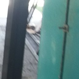 Alisher, ������, 39 ���