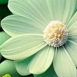 Nwe, ������, 25 ���