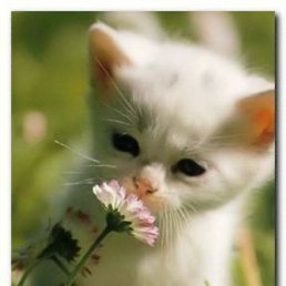 �����, ������, 29 ���