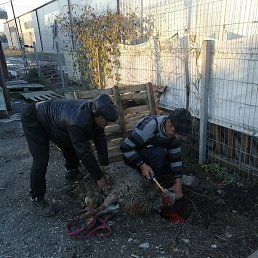 �����, ��������, 62 ����