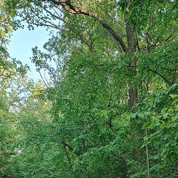 ��, �������, 39 ���