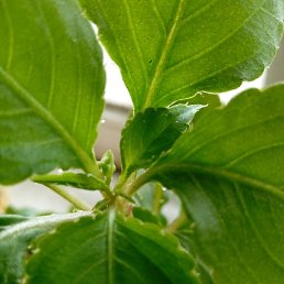 Tsolmon Tsoomoo, ����-�����, 40 ���