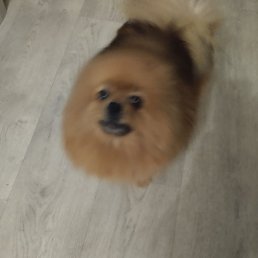 �����, �������, 50 ���