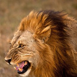 ���� ������, ���������, 38 ��� - ��������� 3 ����� 2023