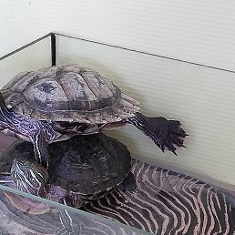 ���, �����������, 22 ����