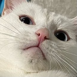 ����, ������, 45 ���