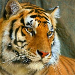 ����, �����������, 51 ���