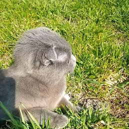 ������, �����, 38 ���