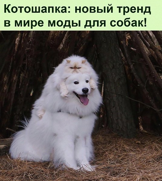 ���� �������� ������. ���� �� ��� ������������ ��������, � ������ - ������ � ������ ������