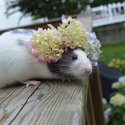 Asya, �������, 47 ���