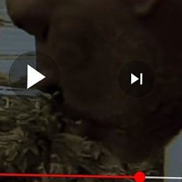 ����, ������, 37 ���