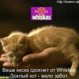 �����, ���������, 28 ���