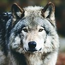 ���� ����, �����-���������, 56 ��� - ��������� 9 ���� 2023 � ������ ���� ����������