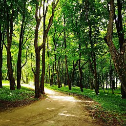 Frantovik, ��������, 25 ���