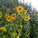 ���� ����, �����������, 57 ��� - ��������� 5 ������� 2023 � ������ ���� � ����������