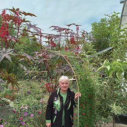 ���������, ������, 66 ���