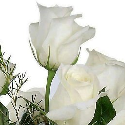 �����, ������, 49 ���