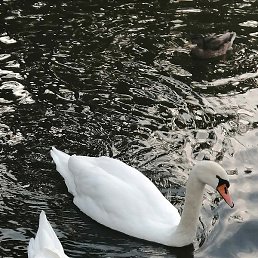 ��������, ������, 56 ���