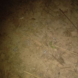 Putri, ��������, 31 ���