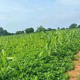 Dakuyo, �����������, 29 ���