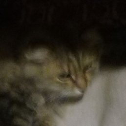 ������, �������, 38 ���