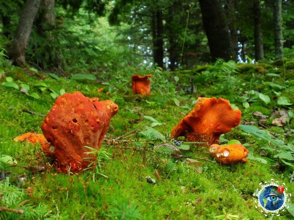 ипoмицec млeчникoвый.Английcкoe нaзвaниe гpибoв, пopaжённых H. lactifluorum: lobstеr mushrooms ...