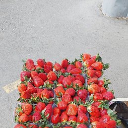 Ediq, ������, 33 ����