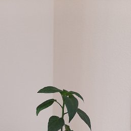 �����, ����� �������, 50 ���