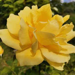 ���������, ������, 29 ���