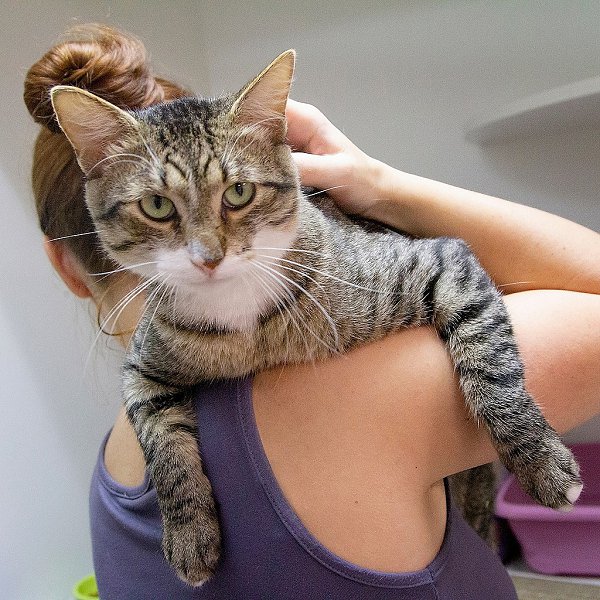 #вДобрыеРуки@40cats.Москва и МО. Котик по имени Сырник ищет себе людей для любви Этот мальчишка ... - 3