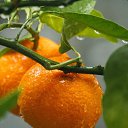 ���� ������, ���������, 70 ��� - ��������� 9 ���� 2023 � ������ ���� ����������