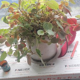 ���� �����, �����-���������, 39 ��� - ��������� 14 ������� 2023