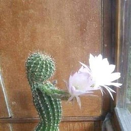 ����, ������, 37 ���