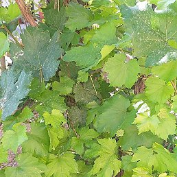 Bek, �����������, 29 ���