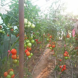 ���� Pavel - Vasilisa, �������, 64 ���� - ��������� 26 ������ 2023