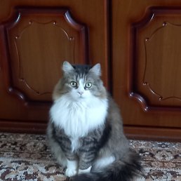 �����, ������, 48 ���