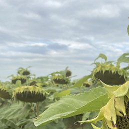 Alex, ������, 42 ����