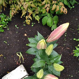 �����, ������, 34 ����