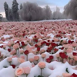 ���� Amirr, ���������, 27 ��� - ��������� 30 ������� 2023