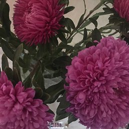 �������, ���������, 49 ���