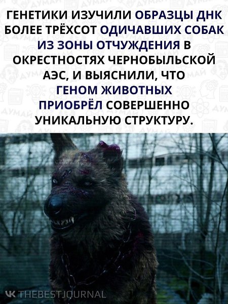 Чернобыльские собаки скоро станут отдельной популяцией, так как их ДНК не похожа на ДНК остальных ... - 2