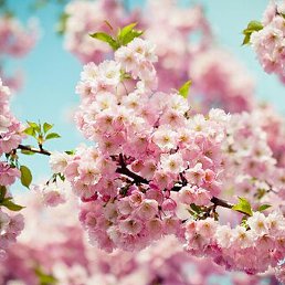 �����, �����������, 71 ���