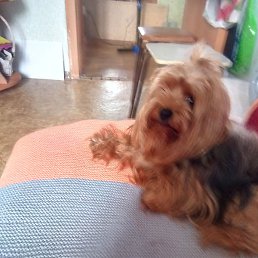 �������, ������, 63 ����