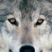 ������, 45 ���, �����-���������